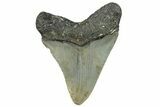 Serrated, Fossil Megalodon Tooth - North Carolina #295246-1
